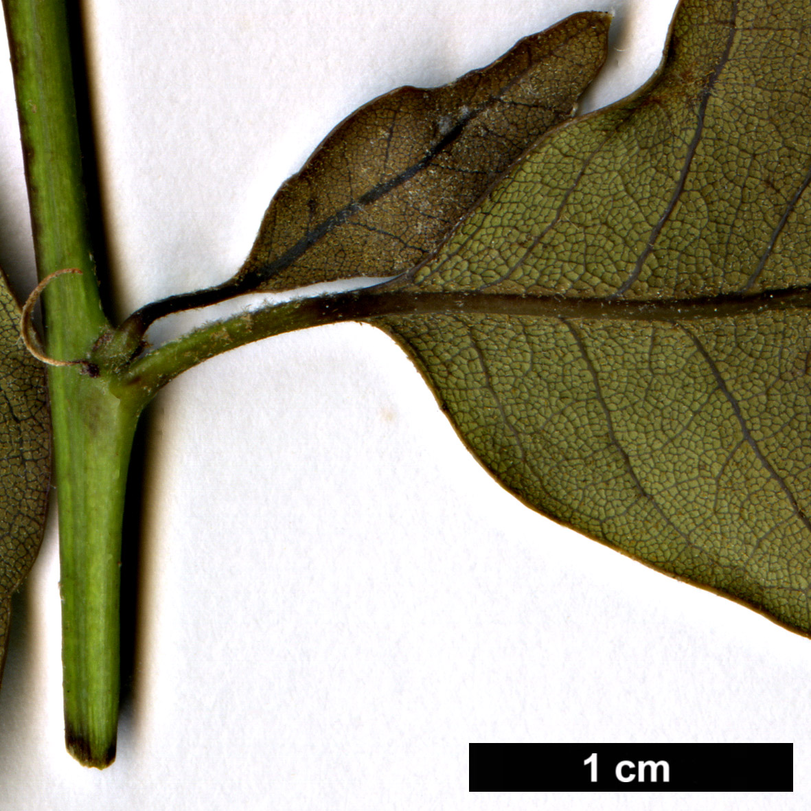 High resolution image: Family: Fagaceae - Genus: Quercus - Taxon: chrysolepis × Q.vacciniifolia